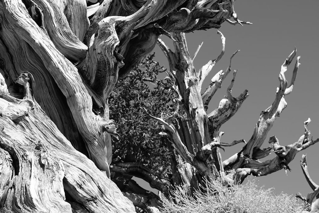 Ancient Bristlecone Pines