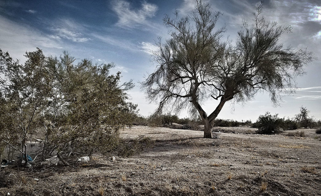 Toilet Under a Tree in Slab City