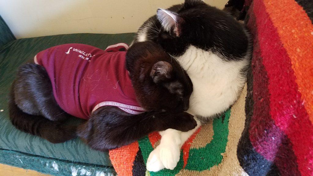 Brotherly Snuggles With George in his anxiety jacket