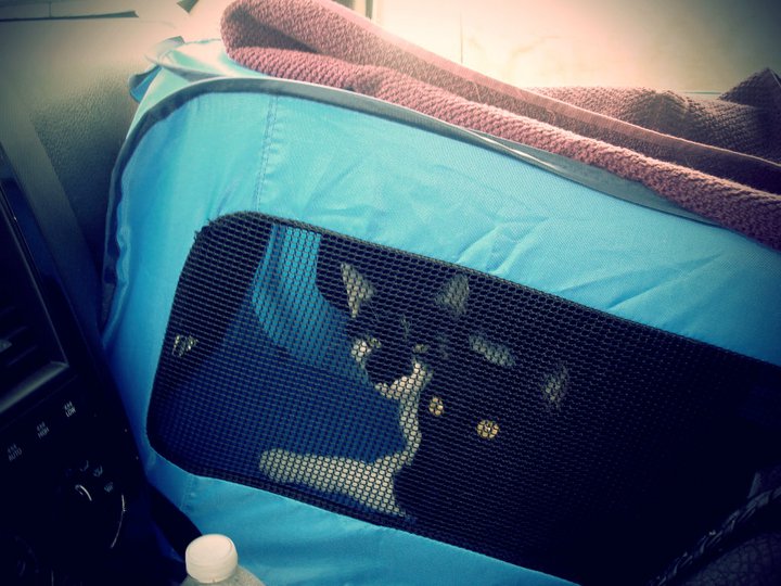 Linds' cats, Bambino & George, in their travel carrier