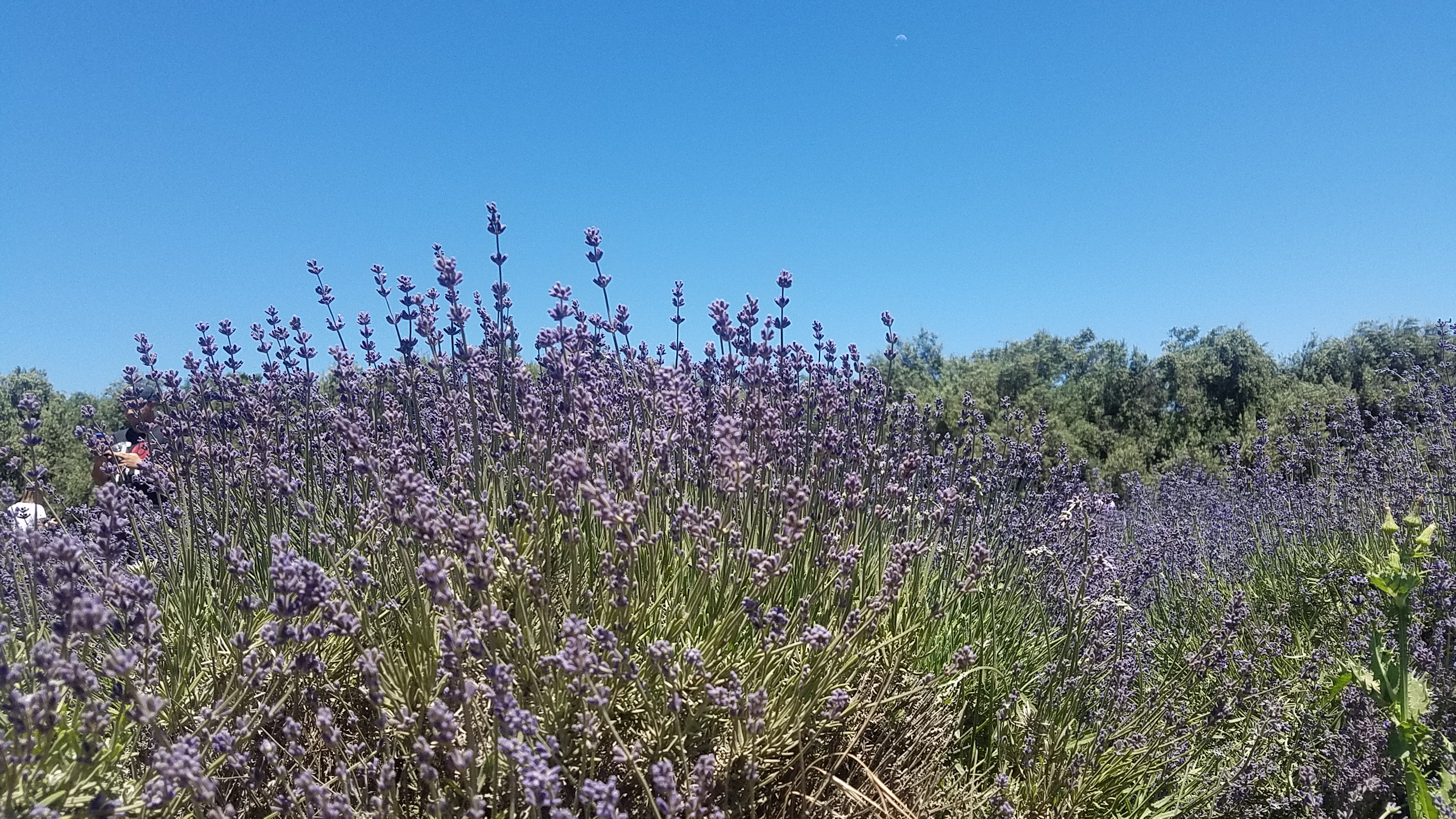 Lovely View of the Lavender Fields w/ the Day Moon in the Background