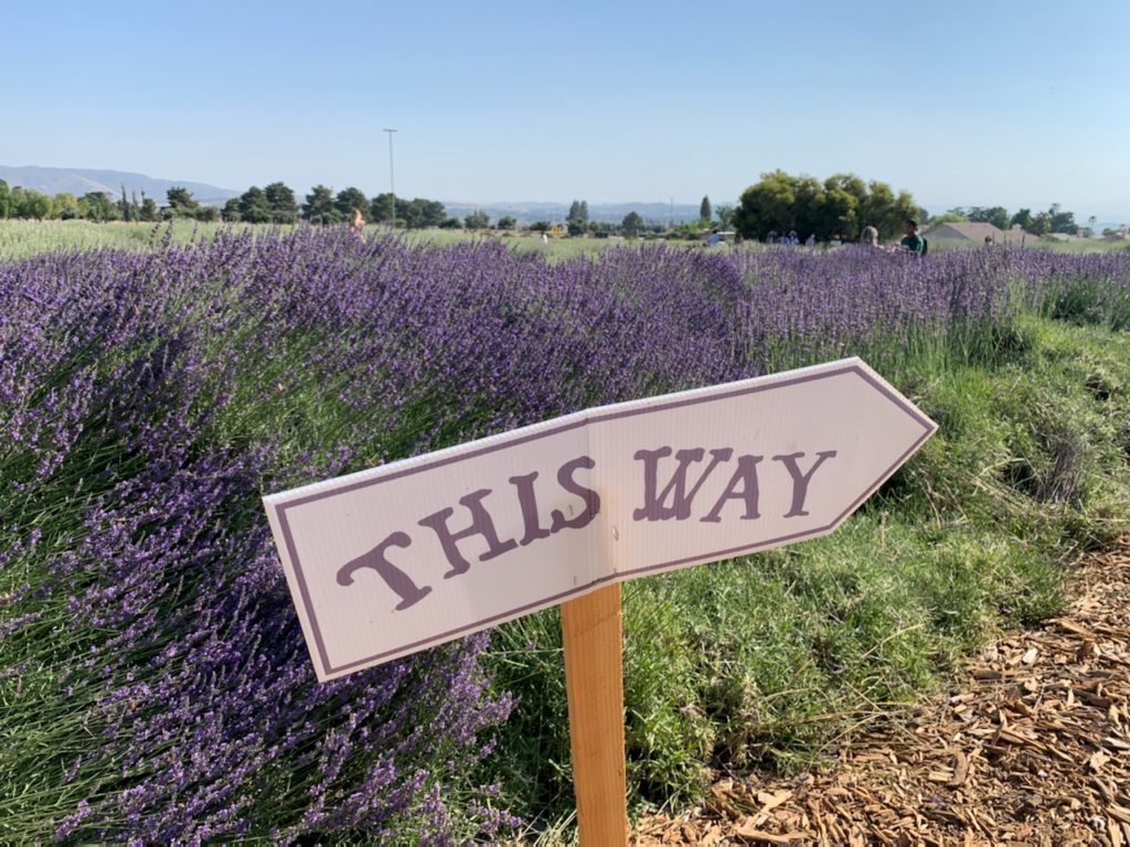 This Way, Sign in The Lavender Fields