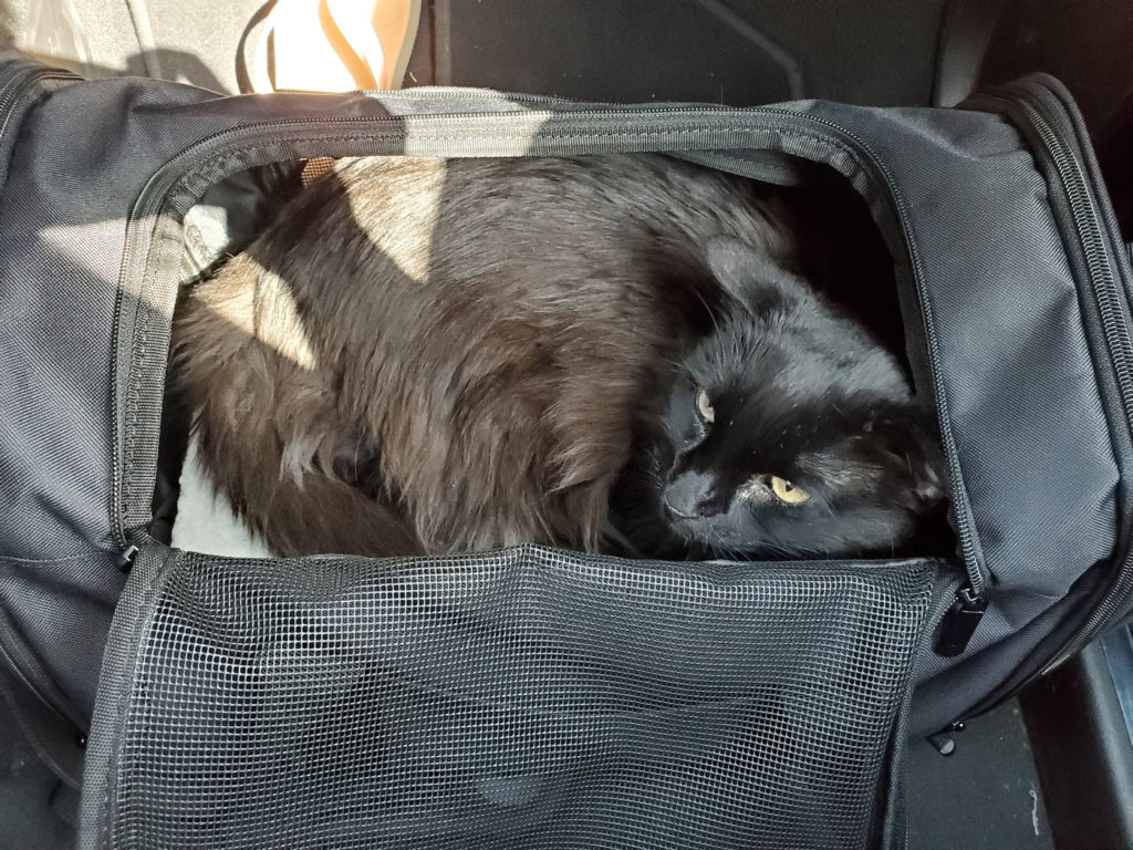 Traveling Cat, Benson, on a car ride to the desert