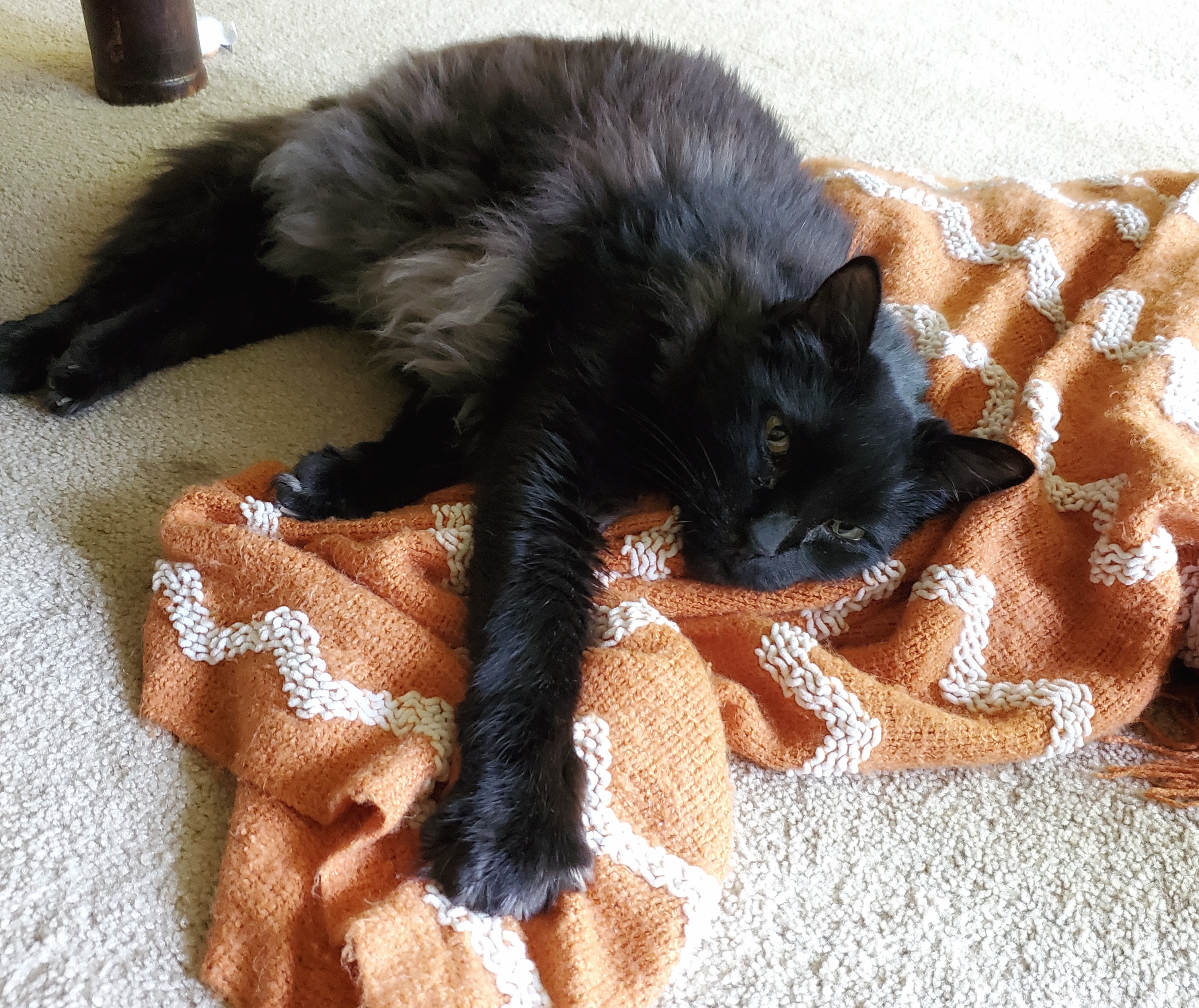 Sir Benson and his favorite orange blanket