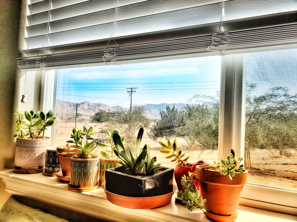 Succulents in the window overlooking the high desert - moving life change
