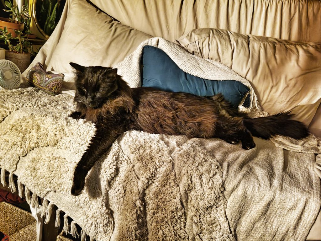 Sir Benson enjoying tiny home life